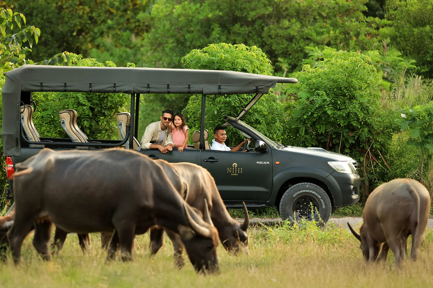 Guests exploring the Sumba landscape in an open vehicle among water buffalo