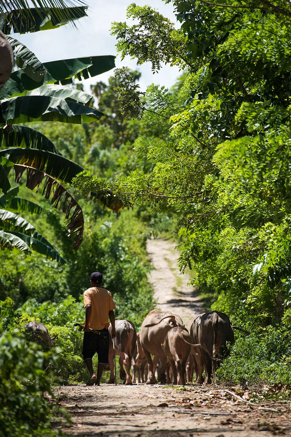 A Sumbanese rider leading horses along a lush village path