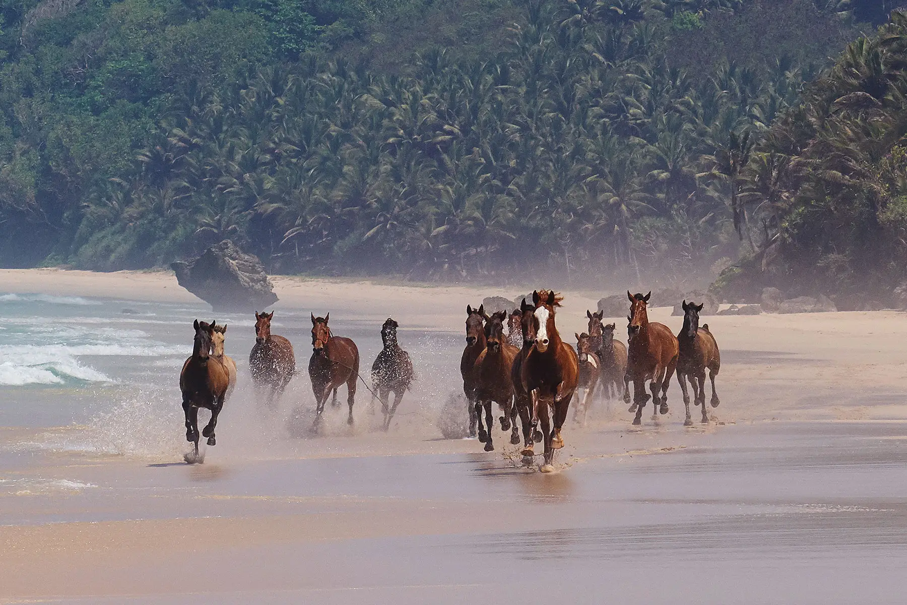 Sumbanese horses running along an empty Nihiwatu Beach